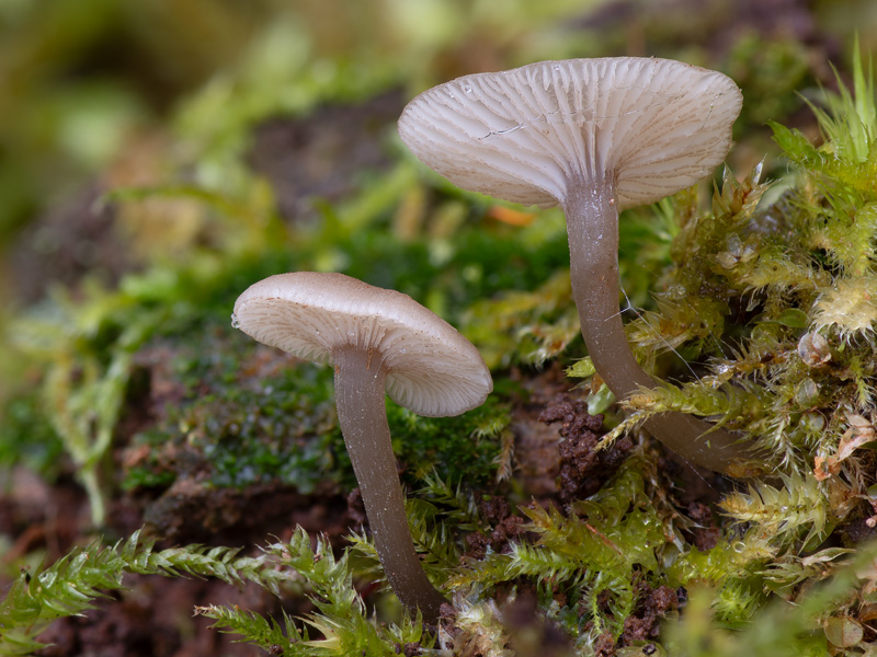 Hydropus marginellus